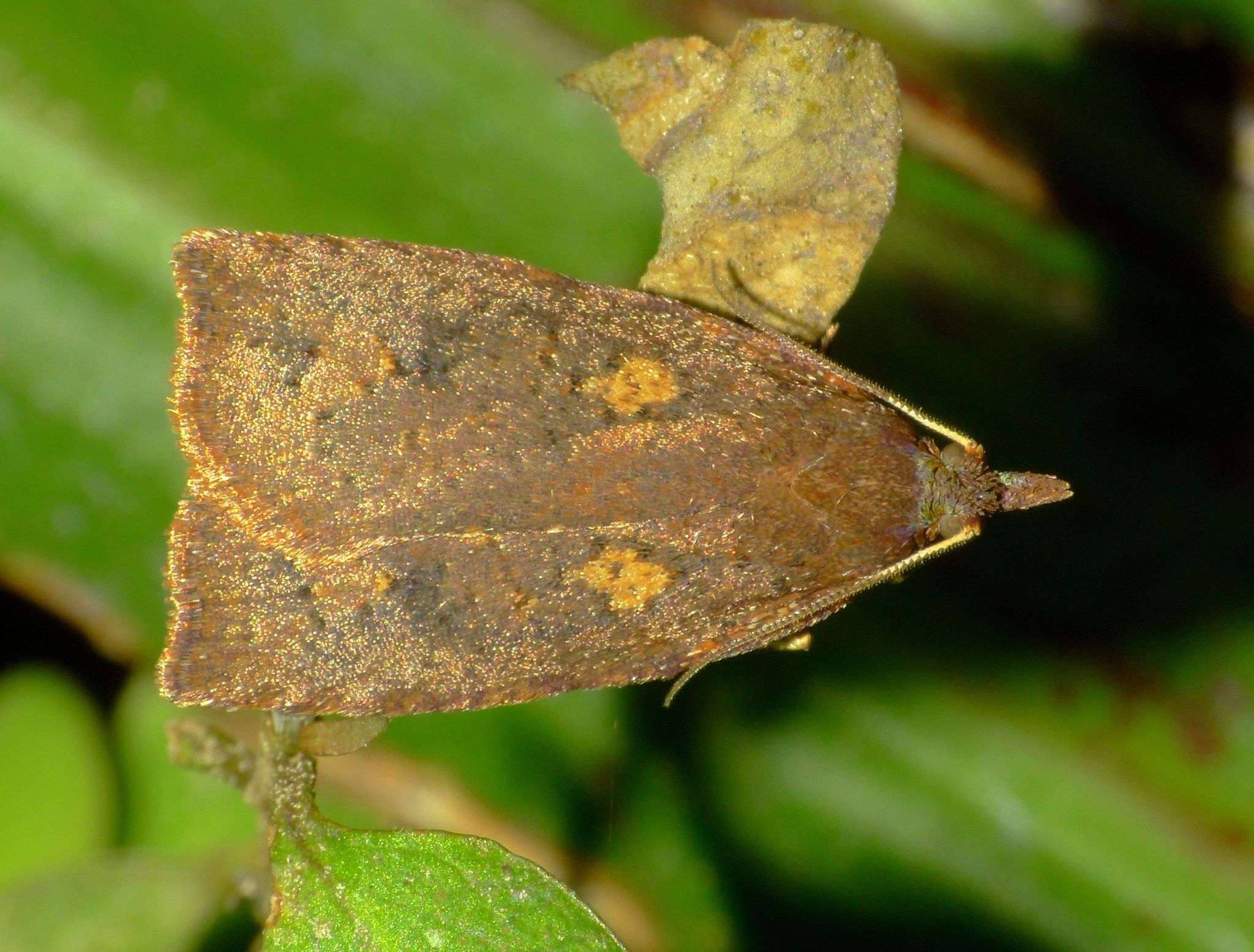 Planotortrix excessana