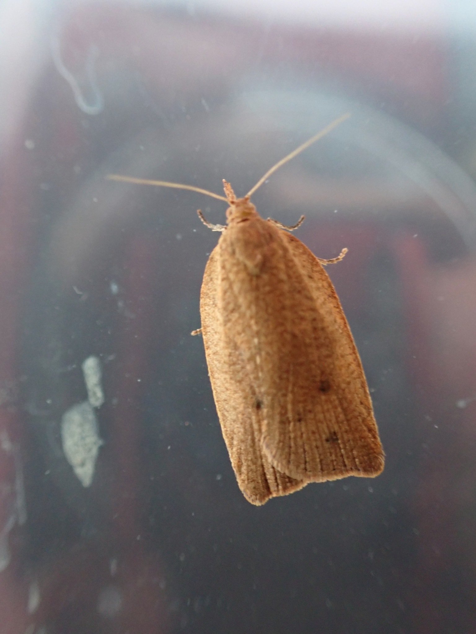 Planotortrix excessana