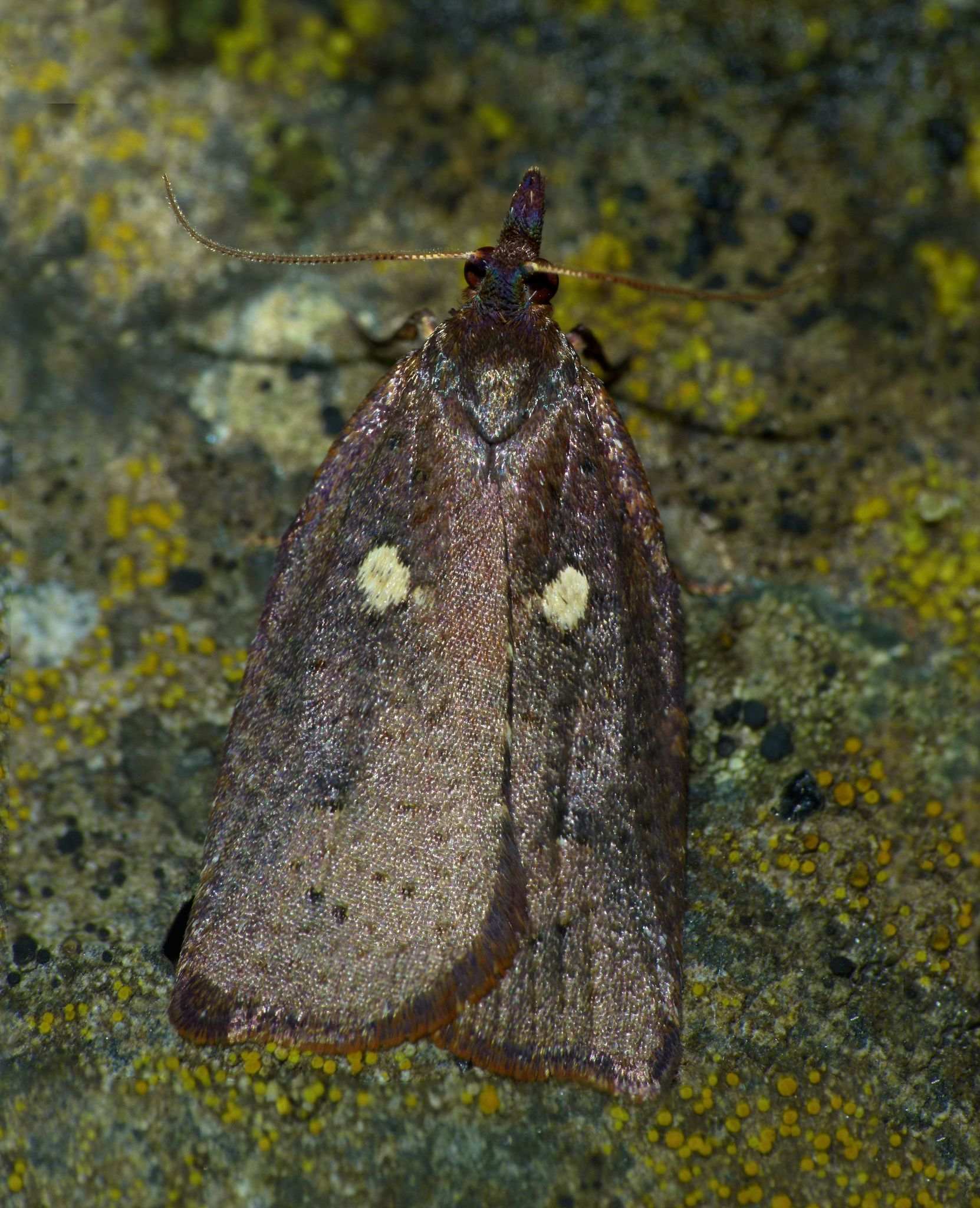 Planotortrix excessana