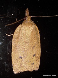 Planotortrix excessana