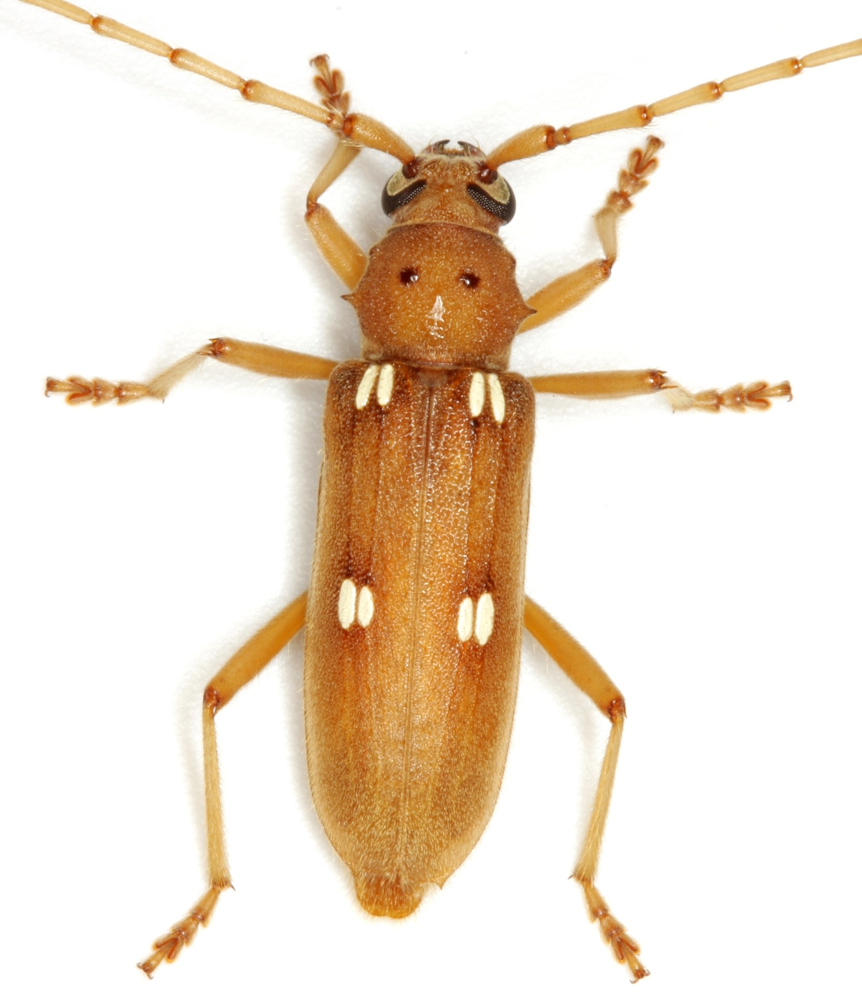 Eburia