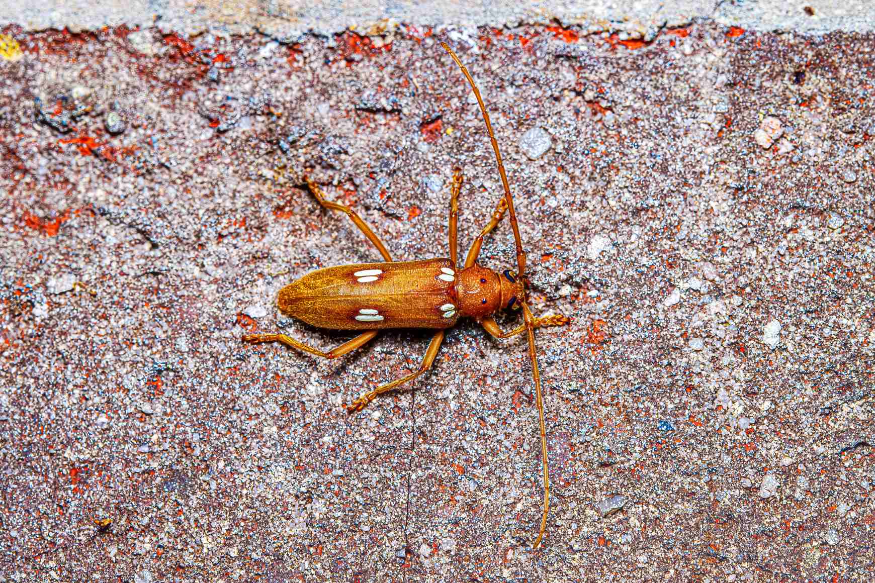 Eburia