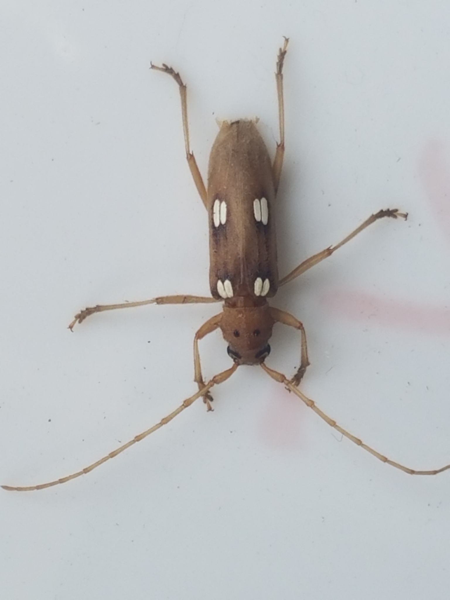 Eburia