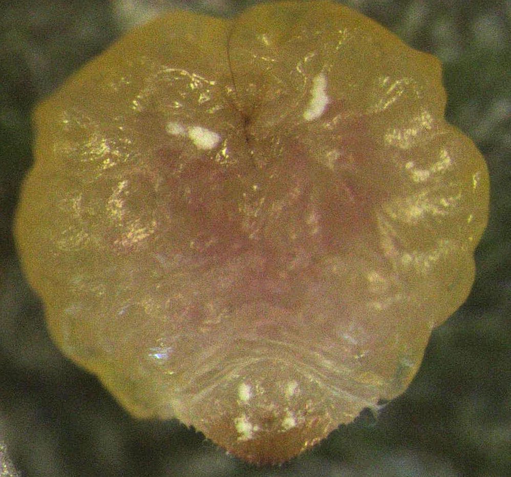 Diaspis boisduvalii