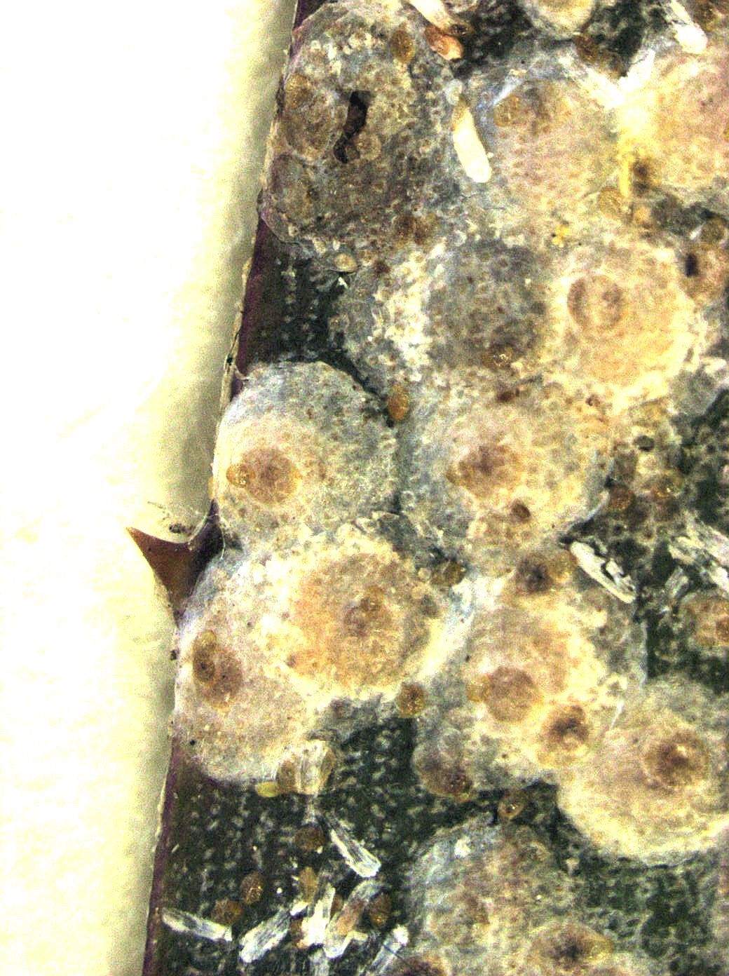 Diaspis boisduvalii