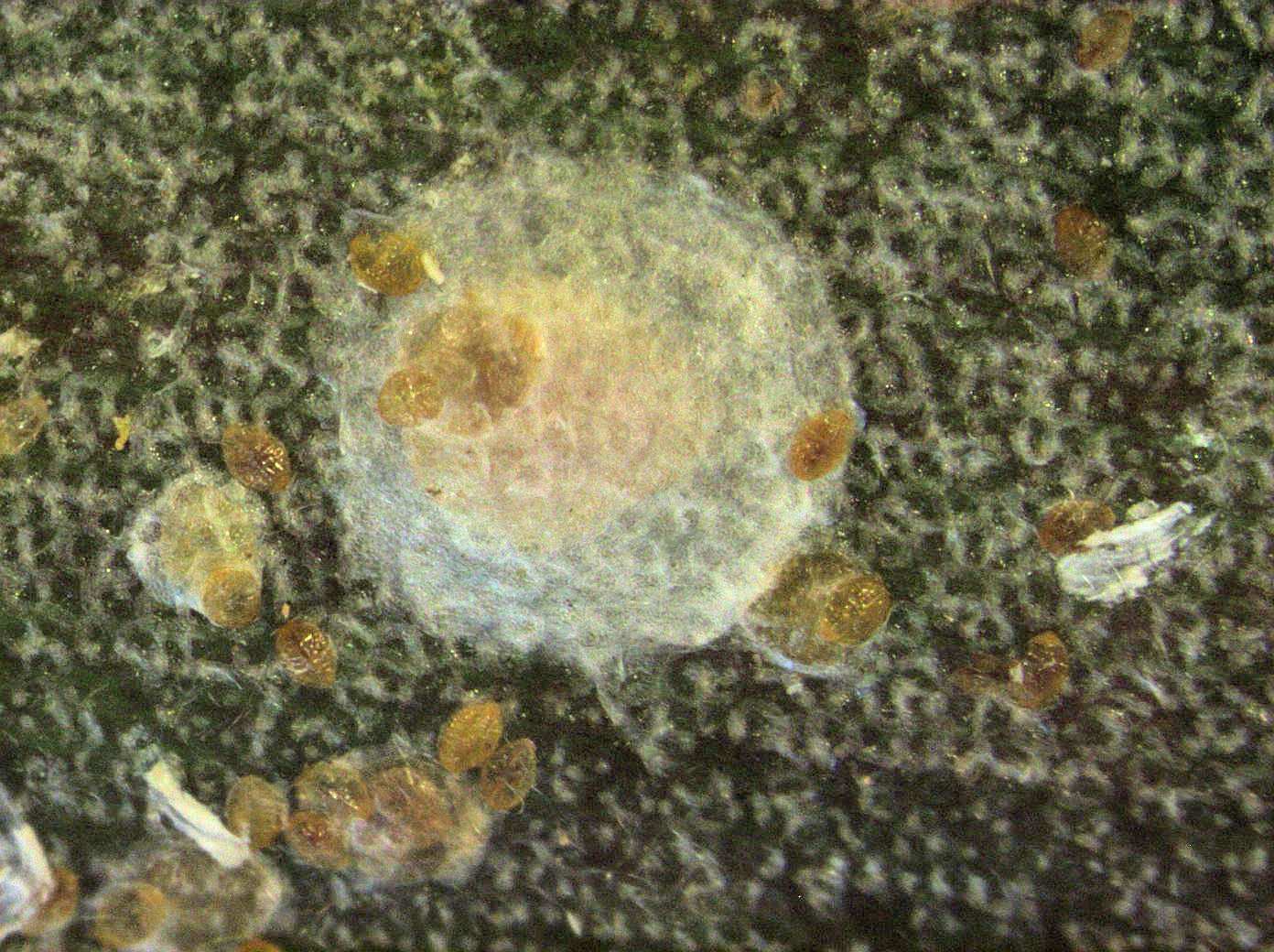 Diaspis boisduvalii