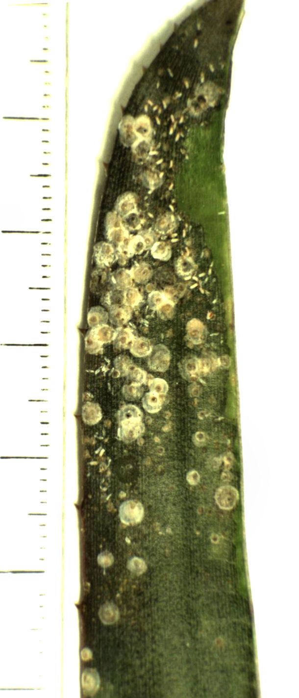 Diaspis boisduvalii