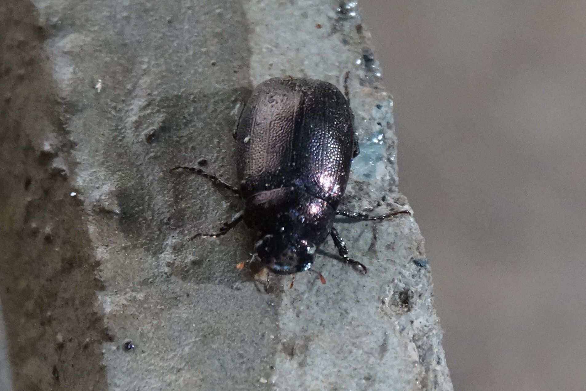 Apogonia cribricollis