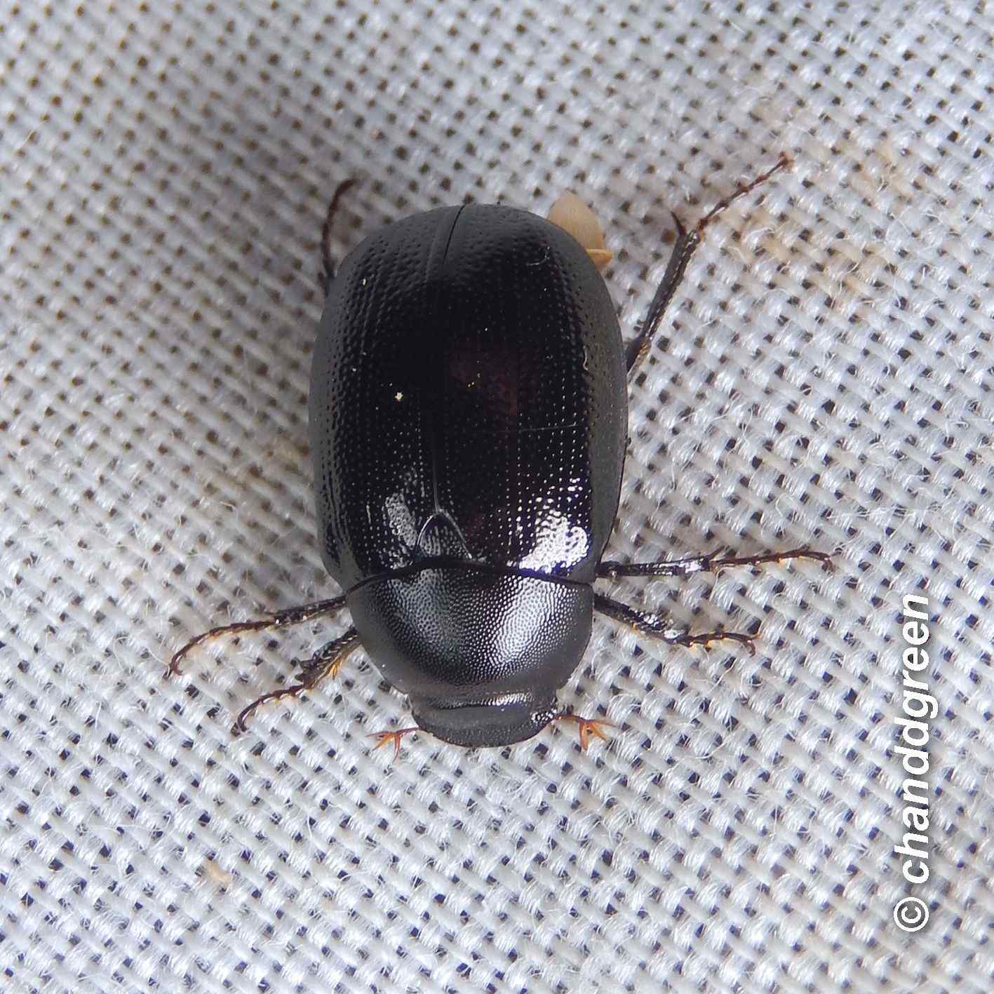 Apogonia cribricollis