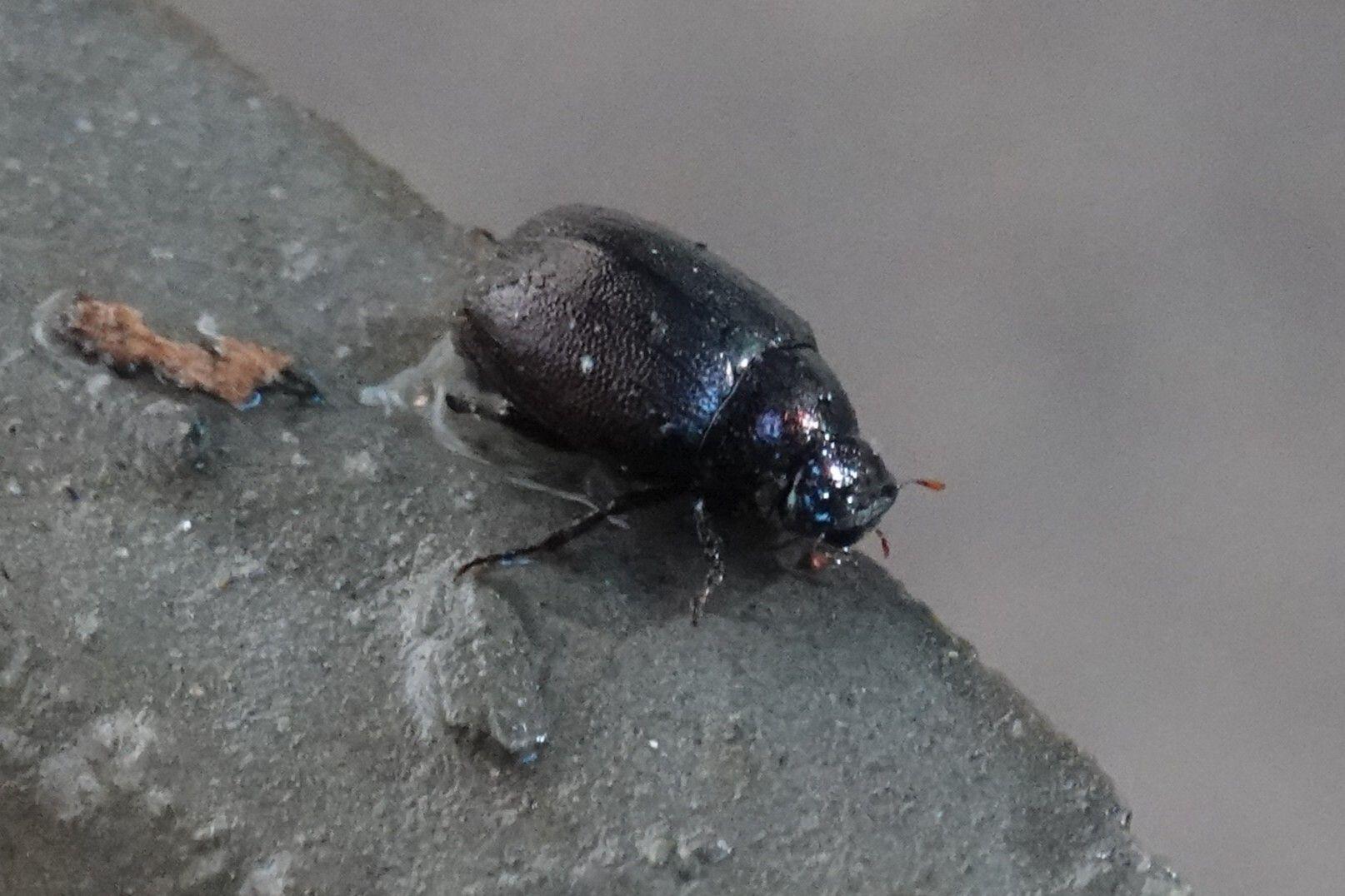 Apogonia cribricollis