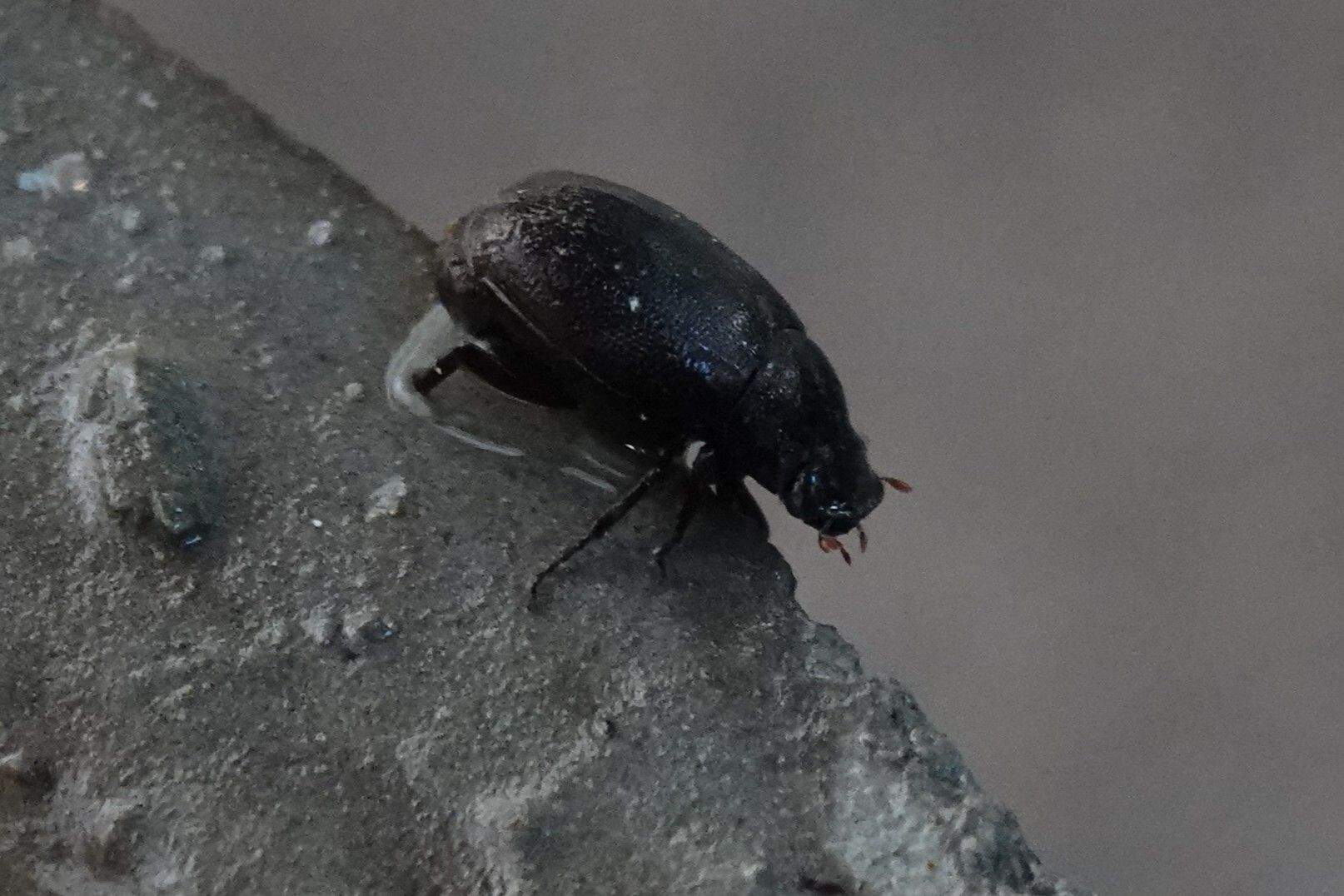Apogonia cribricollis