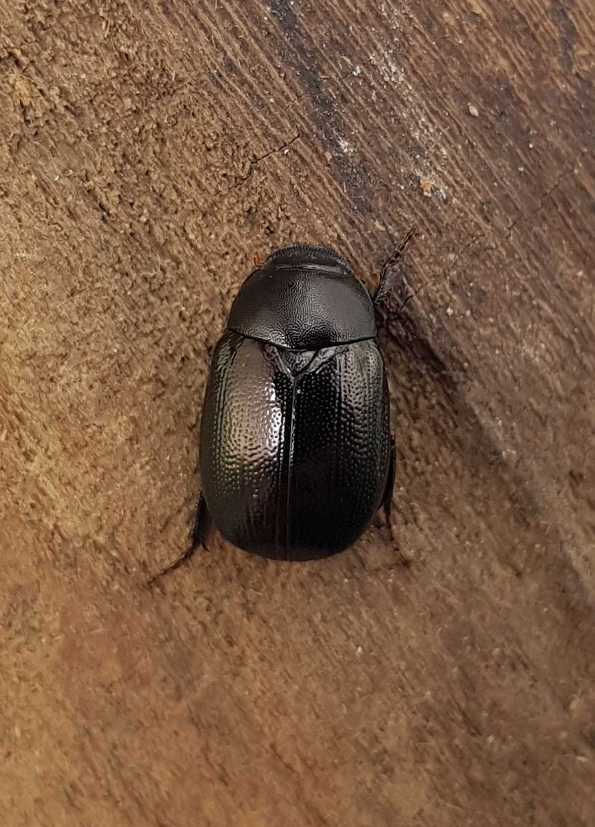 Apogonia cribricollis