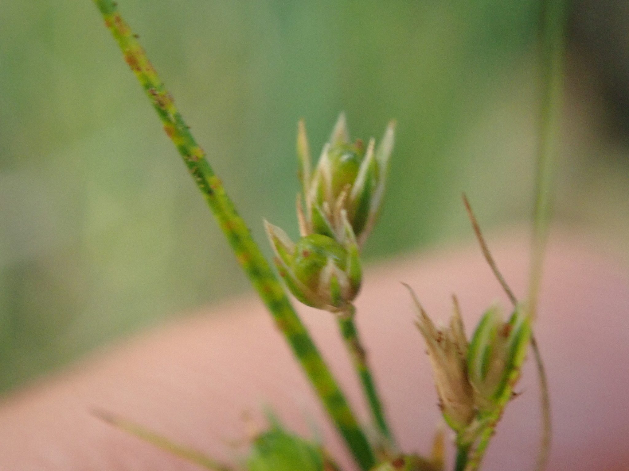 Uromyces junci