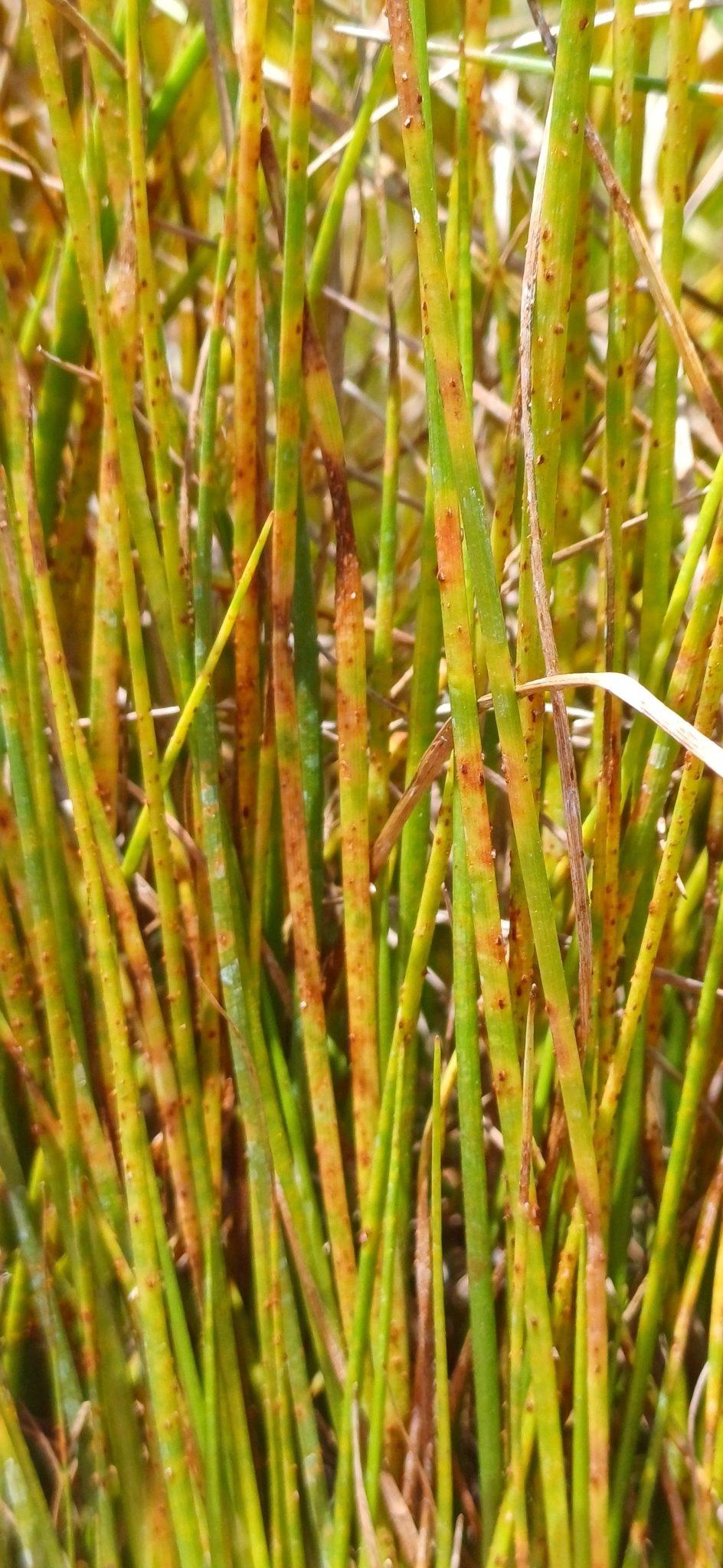 Uromyces junci