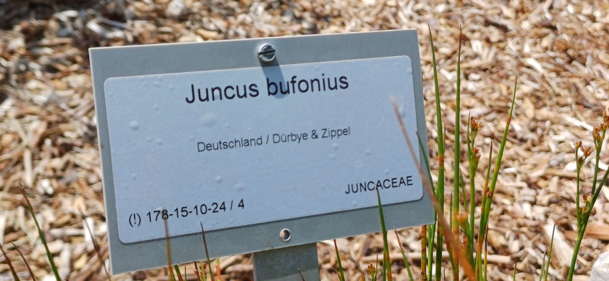 Uromyces junci