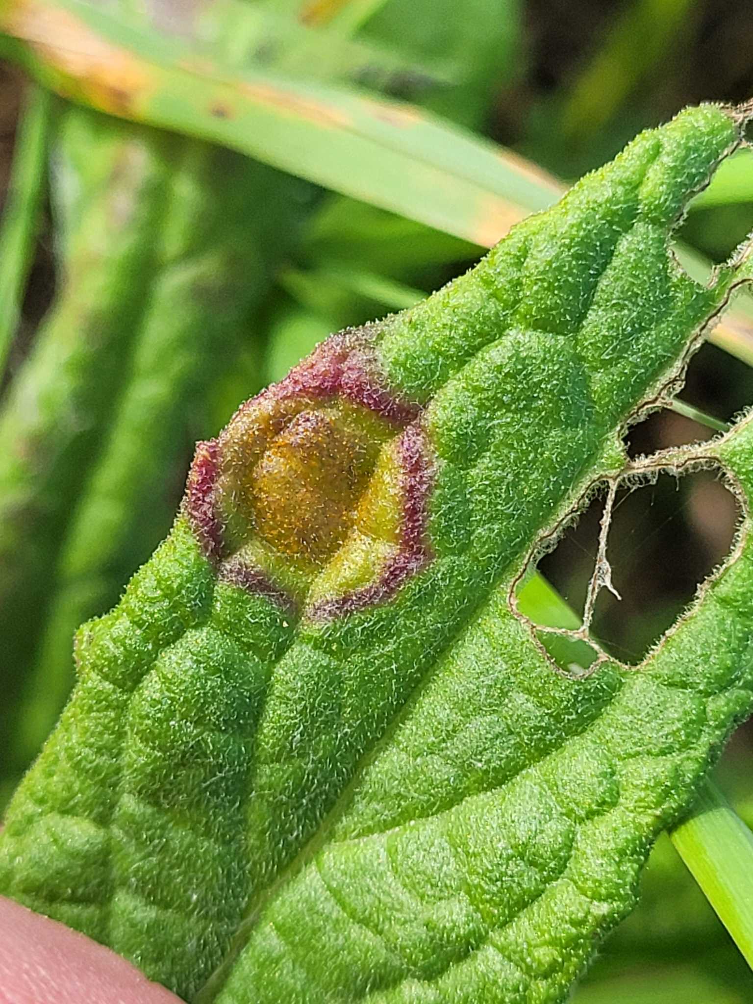 Uromyces junci