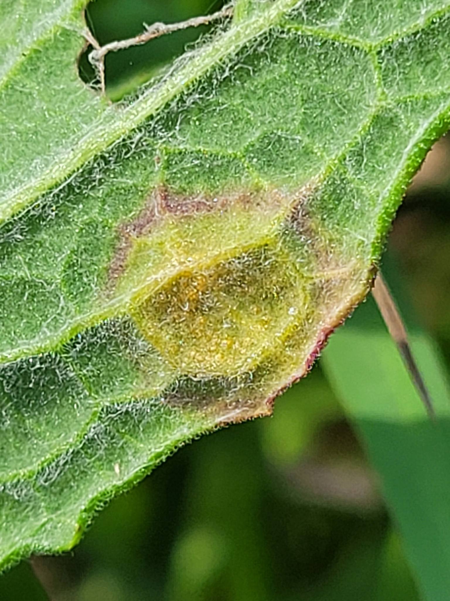 Uromyces junci