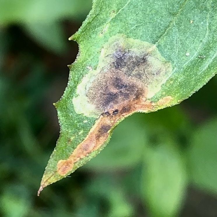 Nemorimyza maculosa