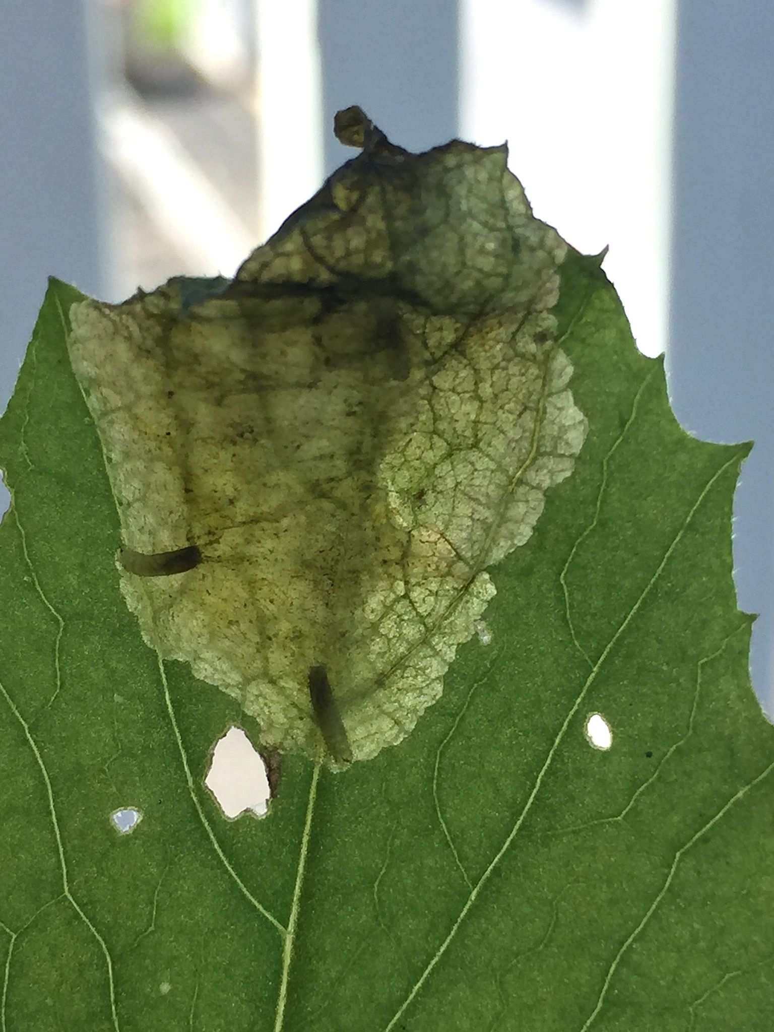 Nemorimyza maculosa