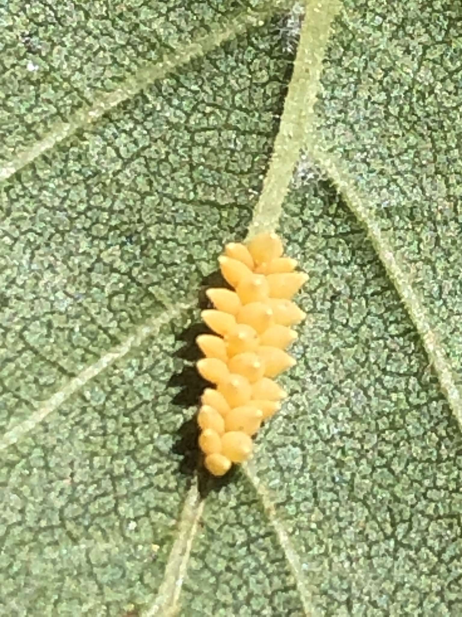 Galeruca