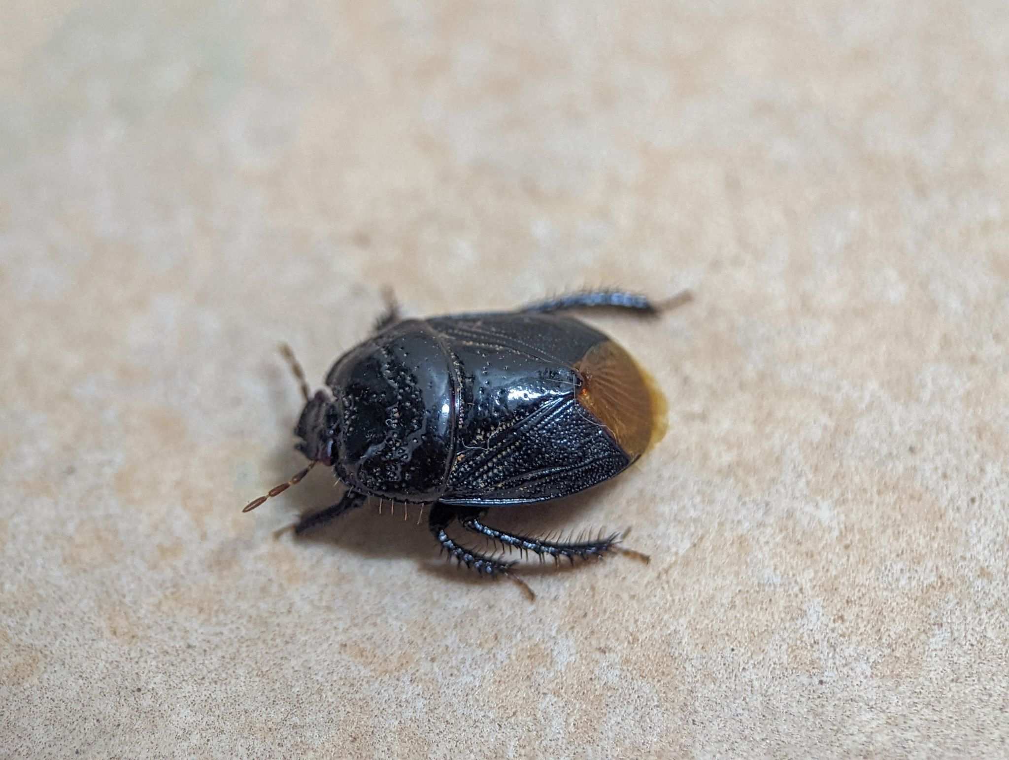Cyrtomenus emarginatus