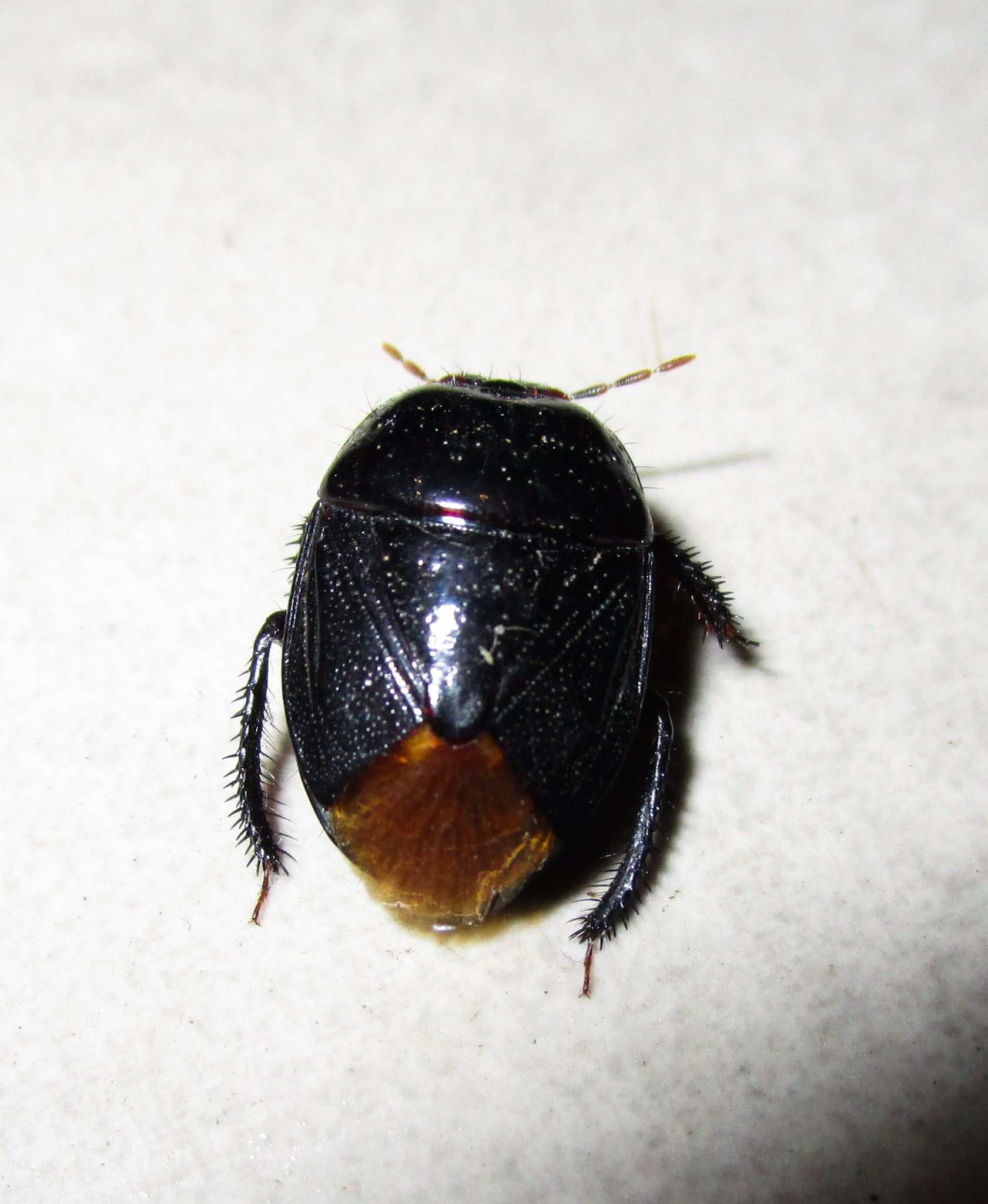 Cyrtomenus emarginatus