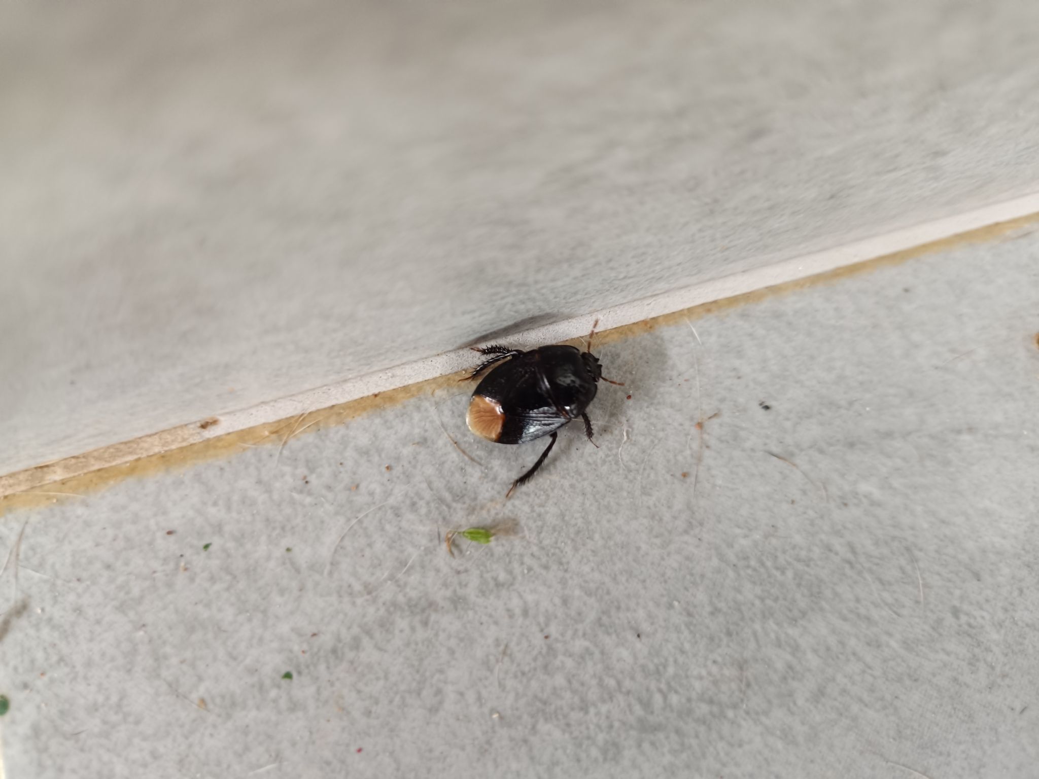 Cyrtomenus emarginatus