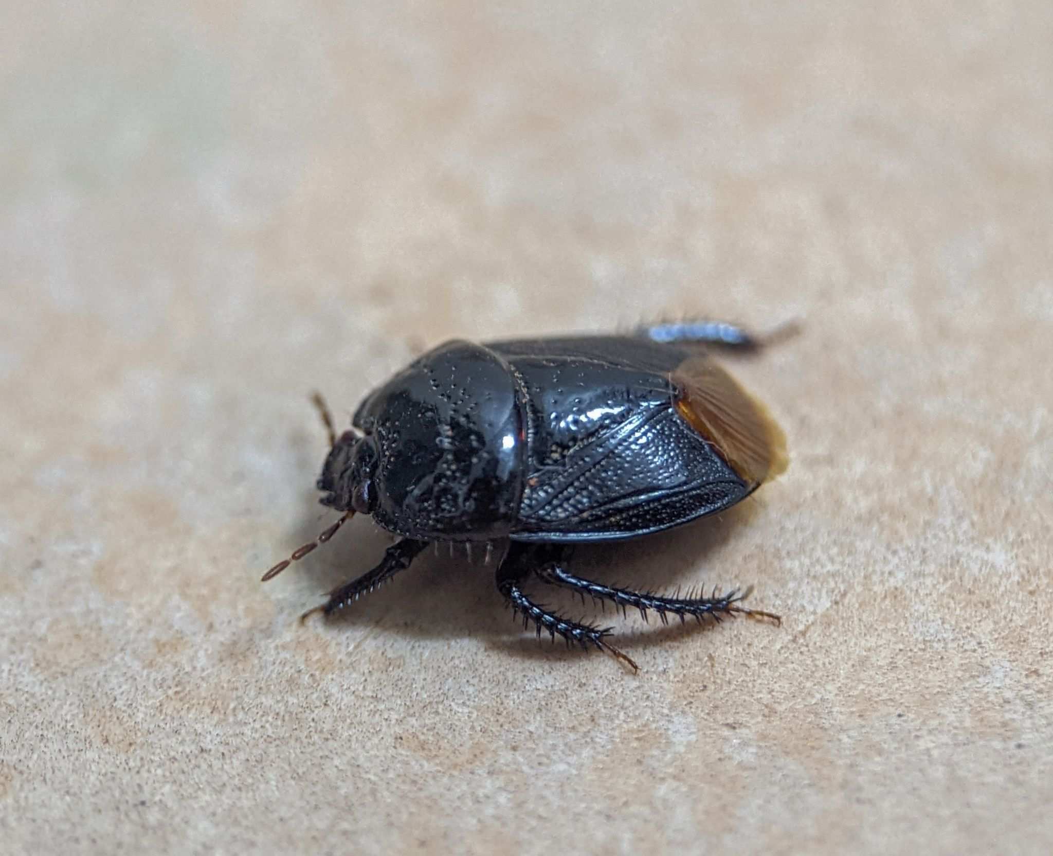 Cyrtomenus emarginatus