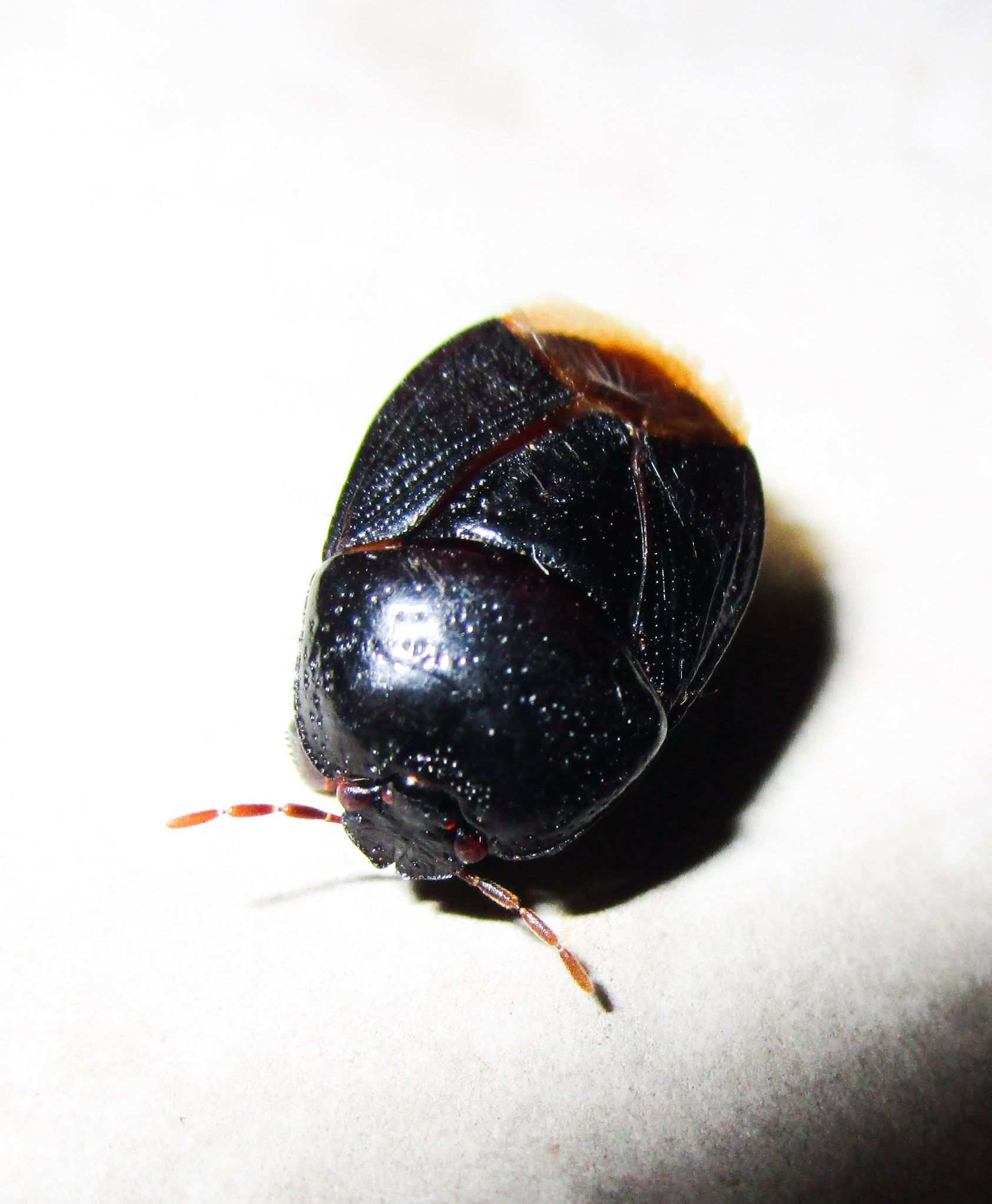 Cyrtomenus emarginatus