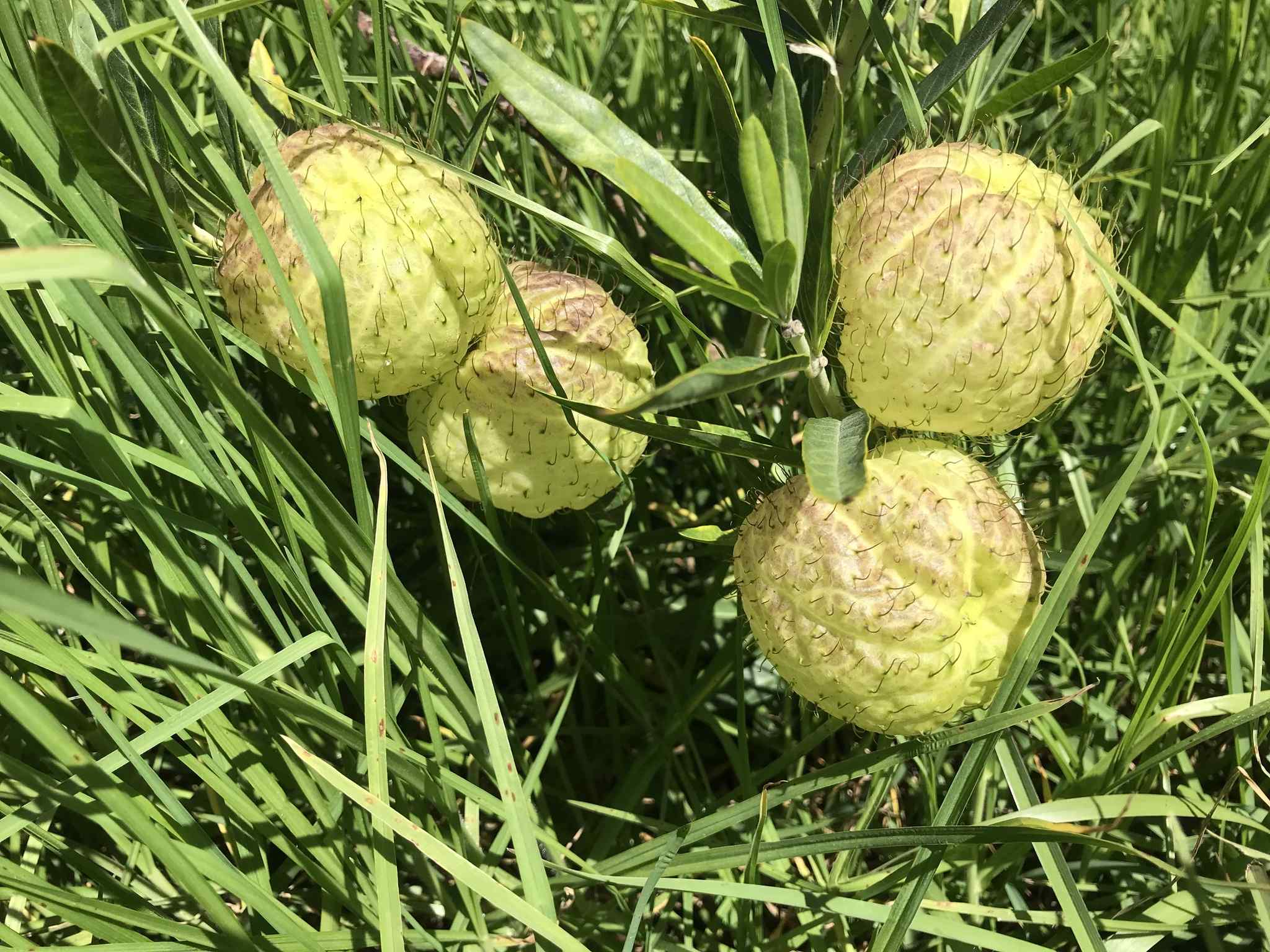 Gomphocarpus physocarpus