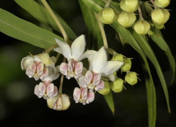 Gomphocarpus physocarpus