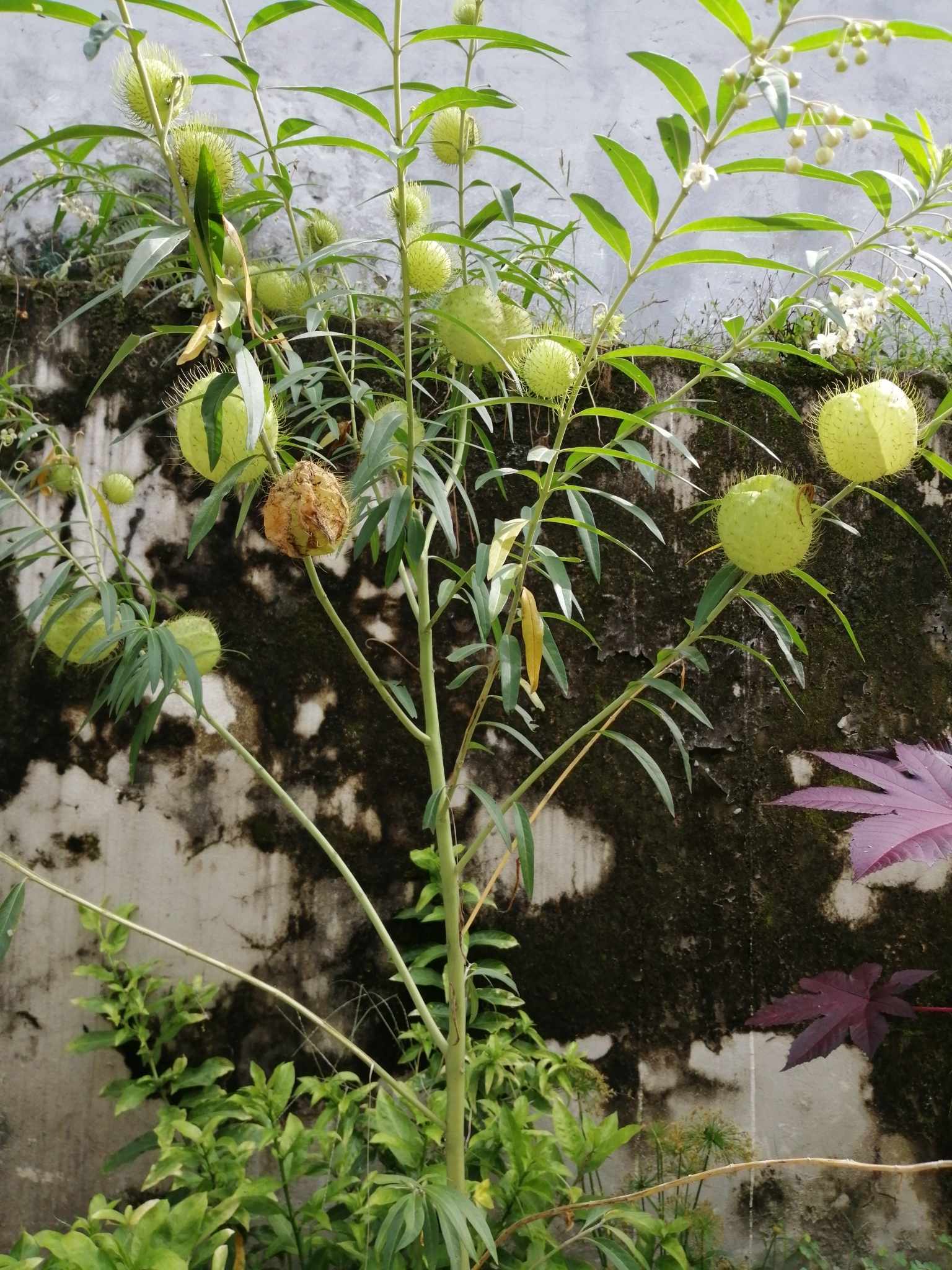 Gomphocarpus physocarpus