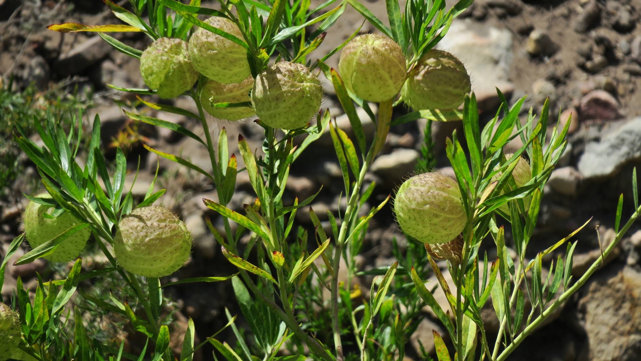 Gomphocarpus physocarpus