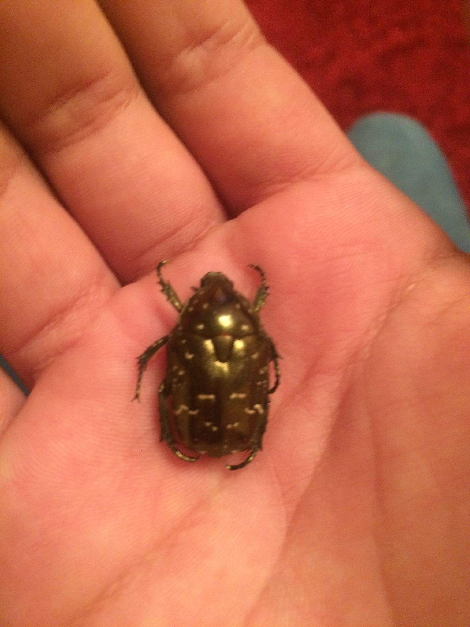 Protaetia orientalis