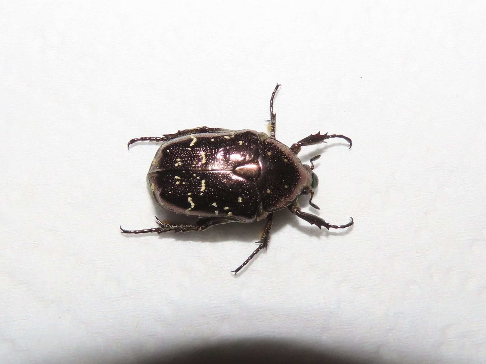Protaetia orientalis