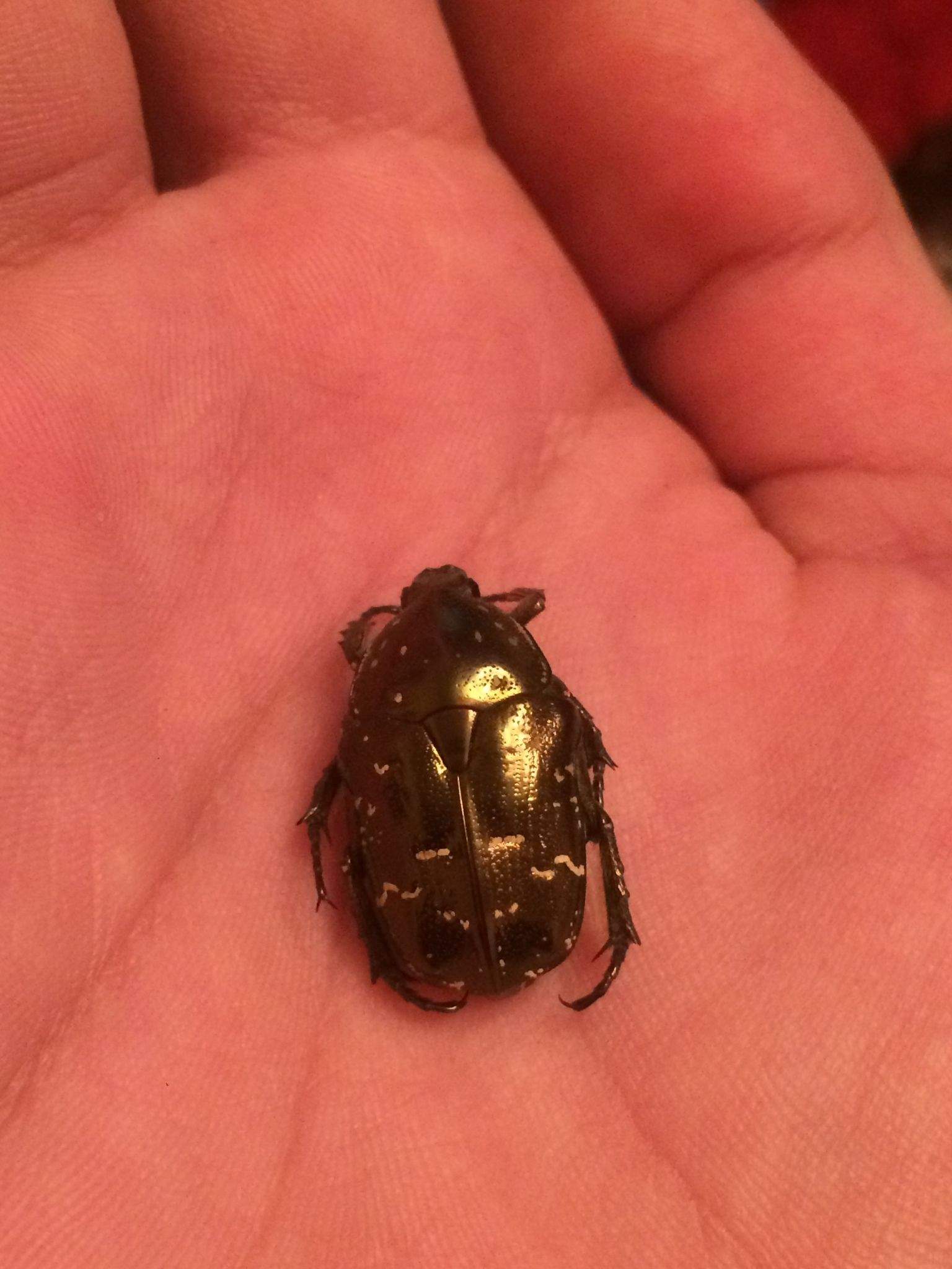 Protaetia orientalis