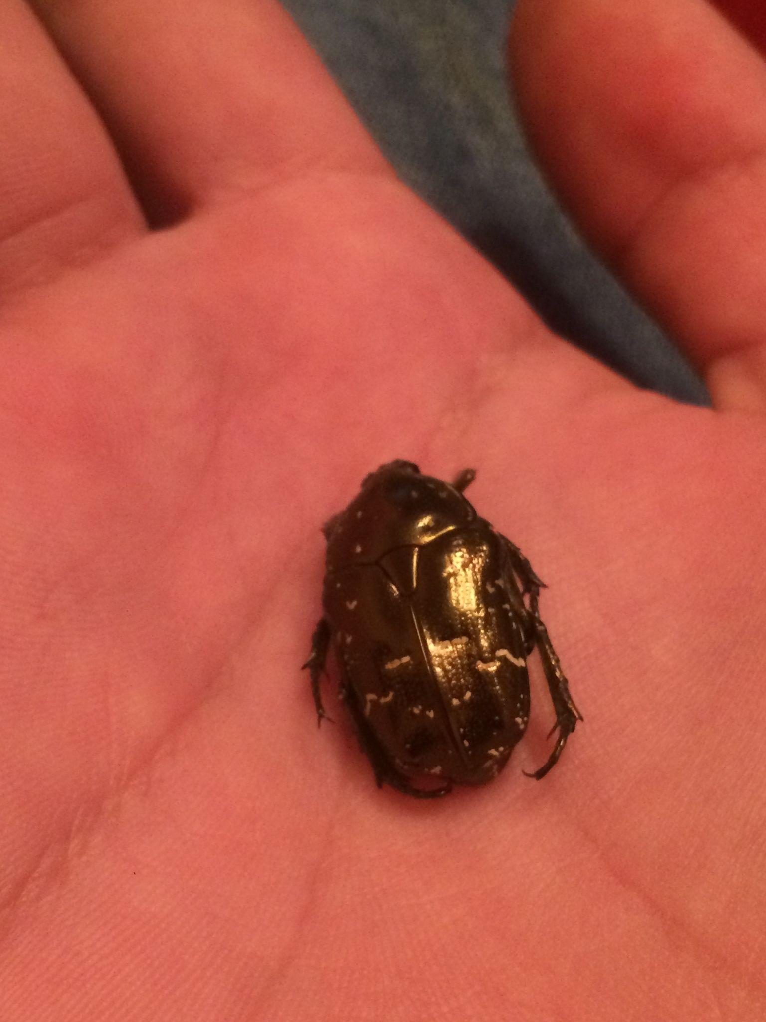 Protaetia orientalis
