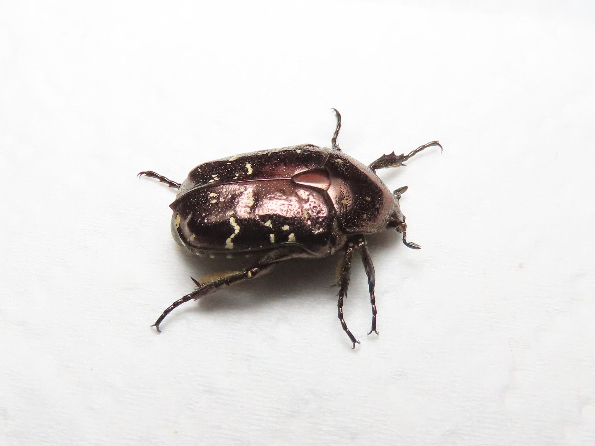 Protaetia orientalis