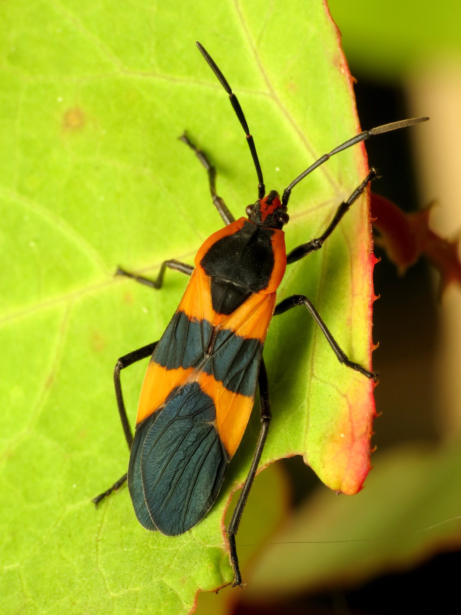 Oncopeltus