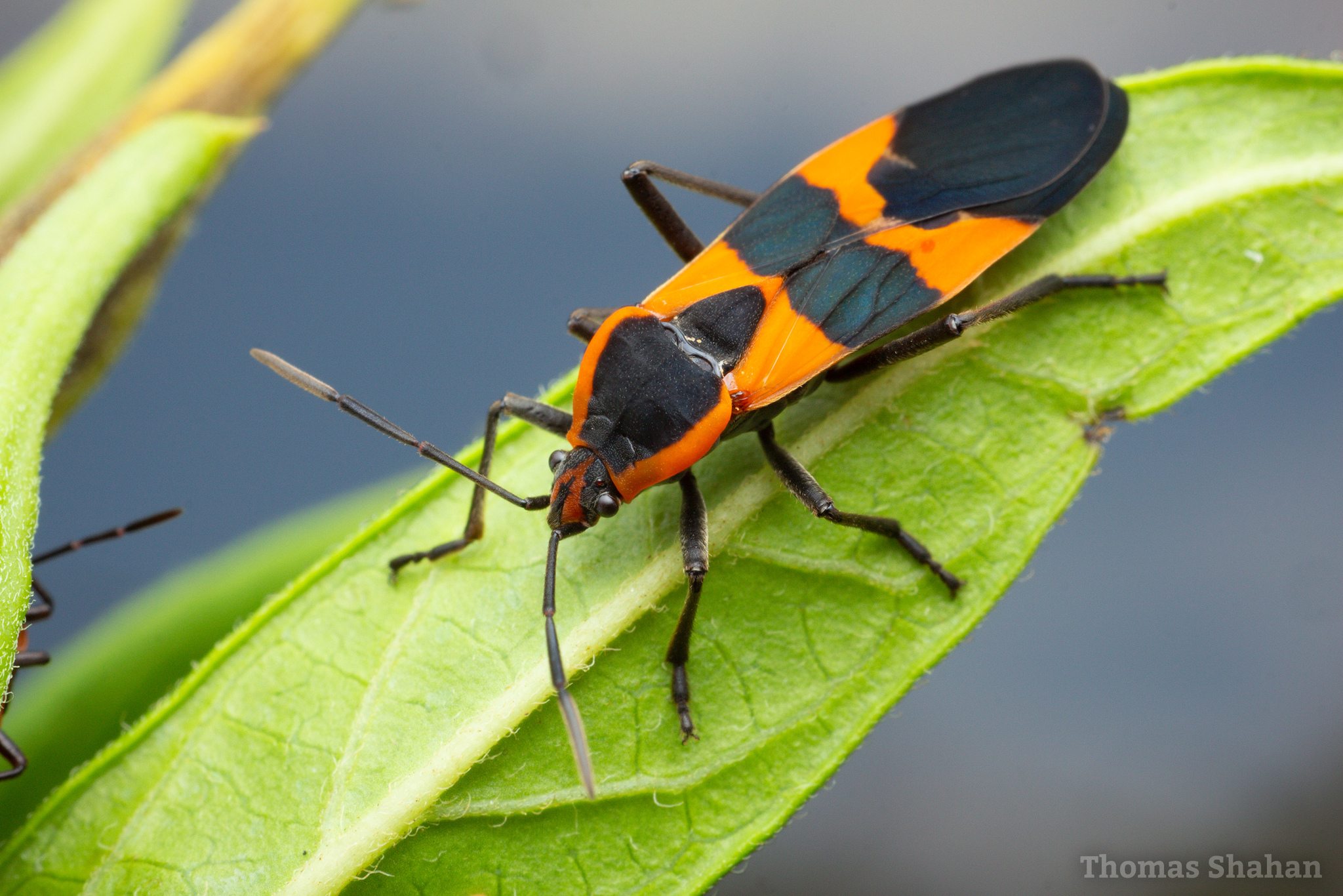Oncopeltus