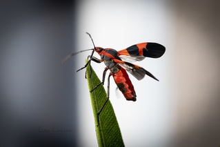 Oncopeltus