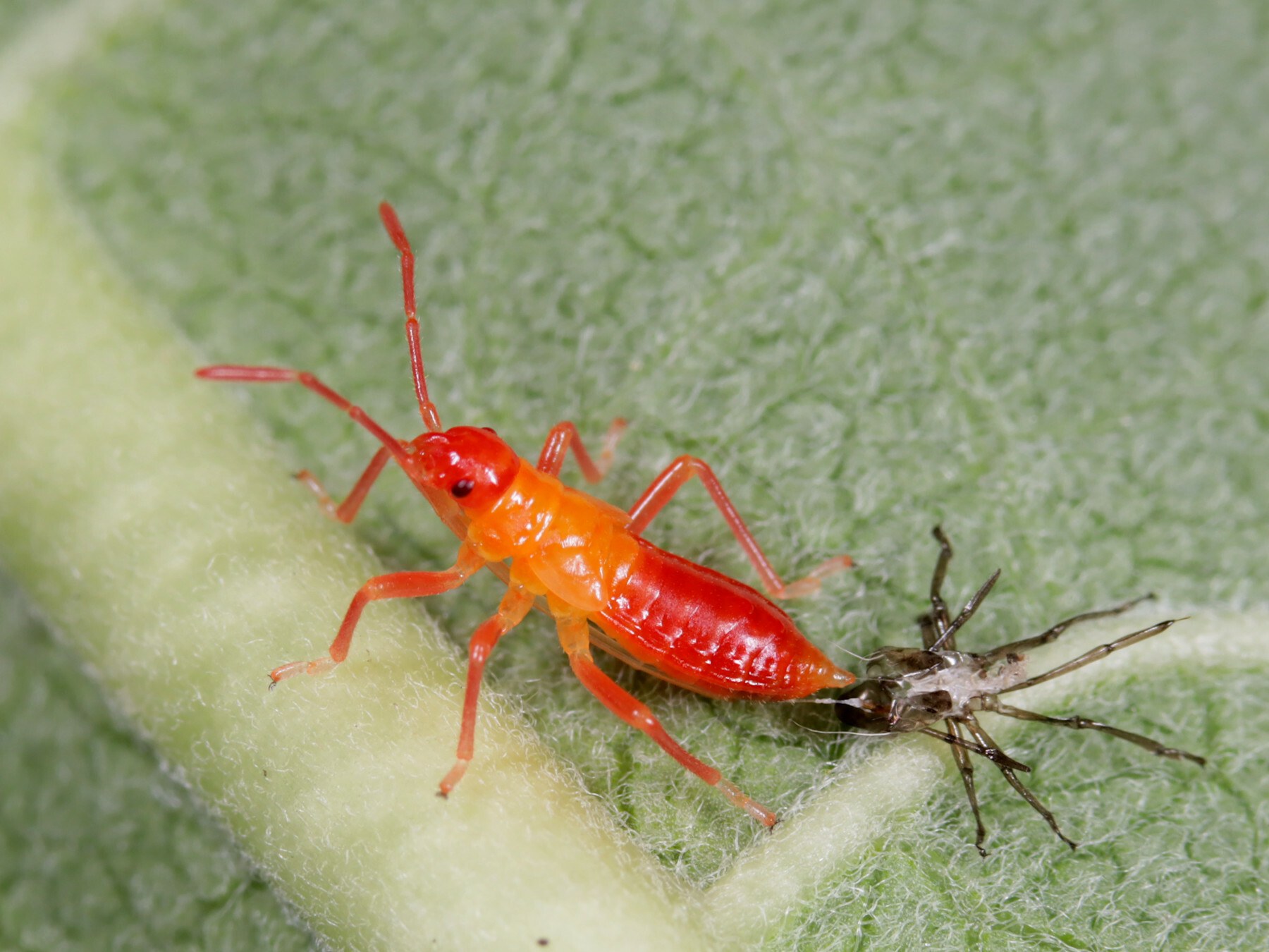 Oncopeltus
