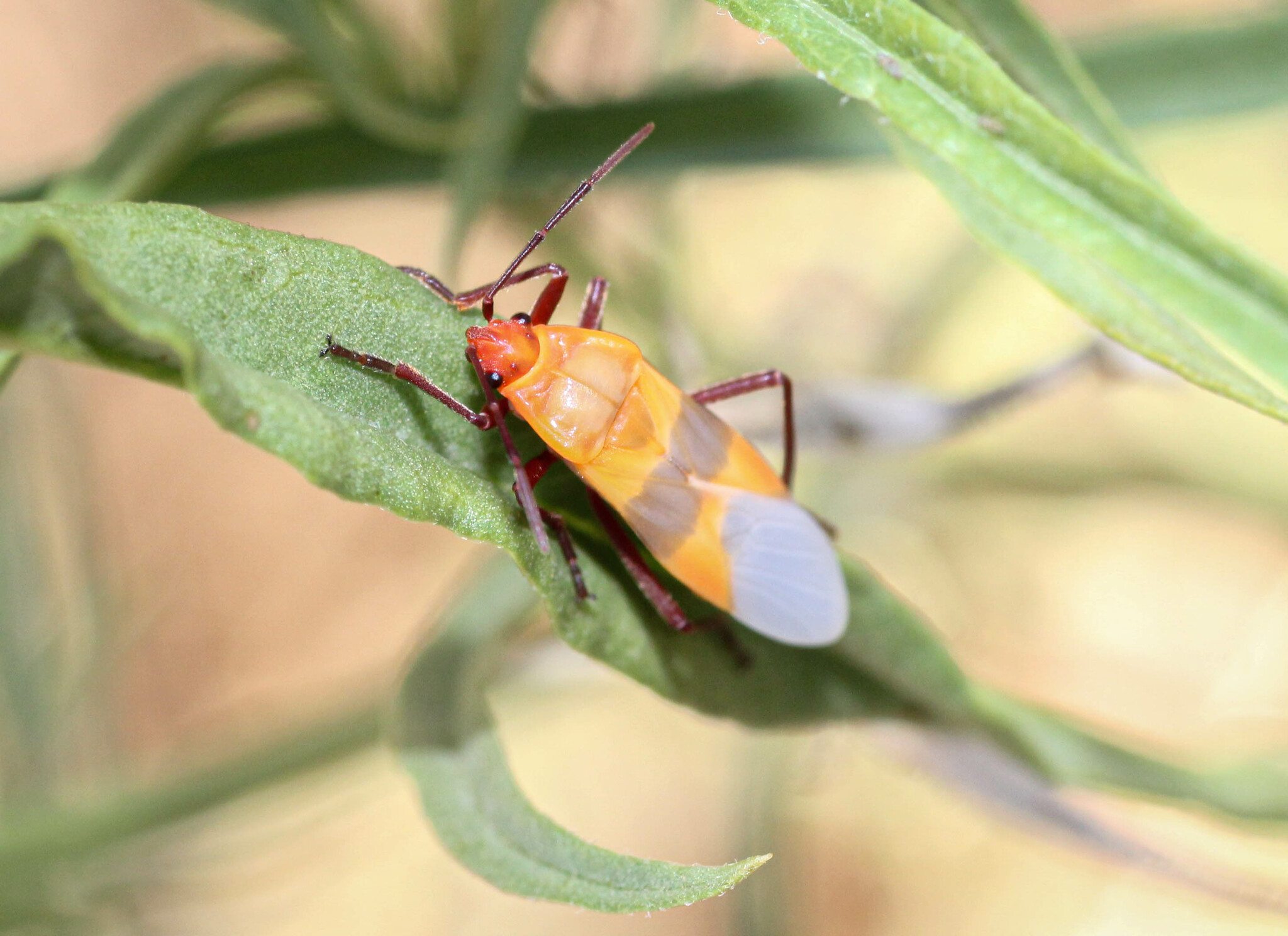 Oncopeltus
