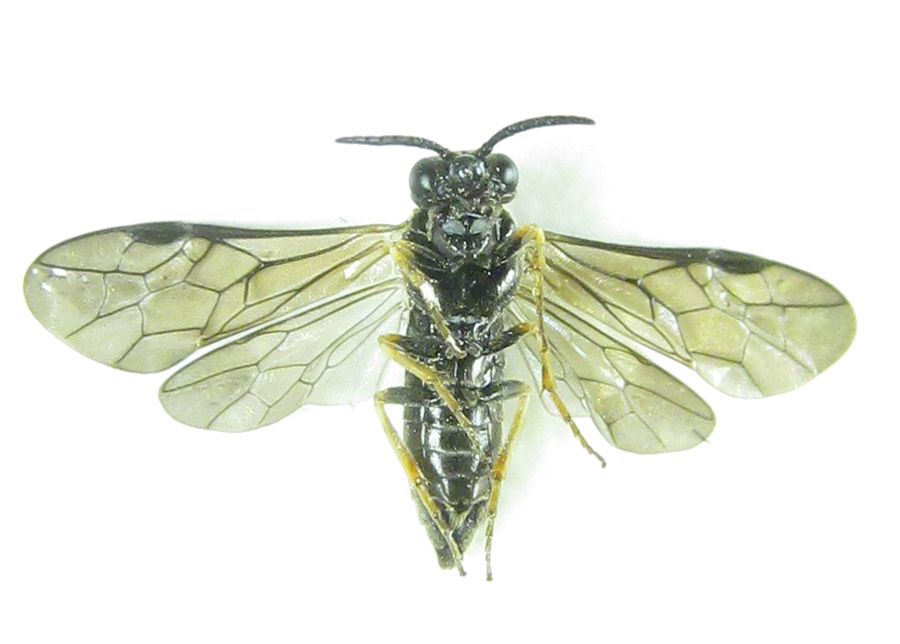 Ardis pallipes