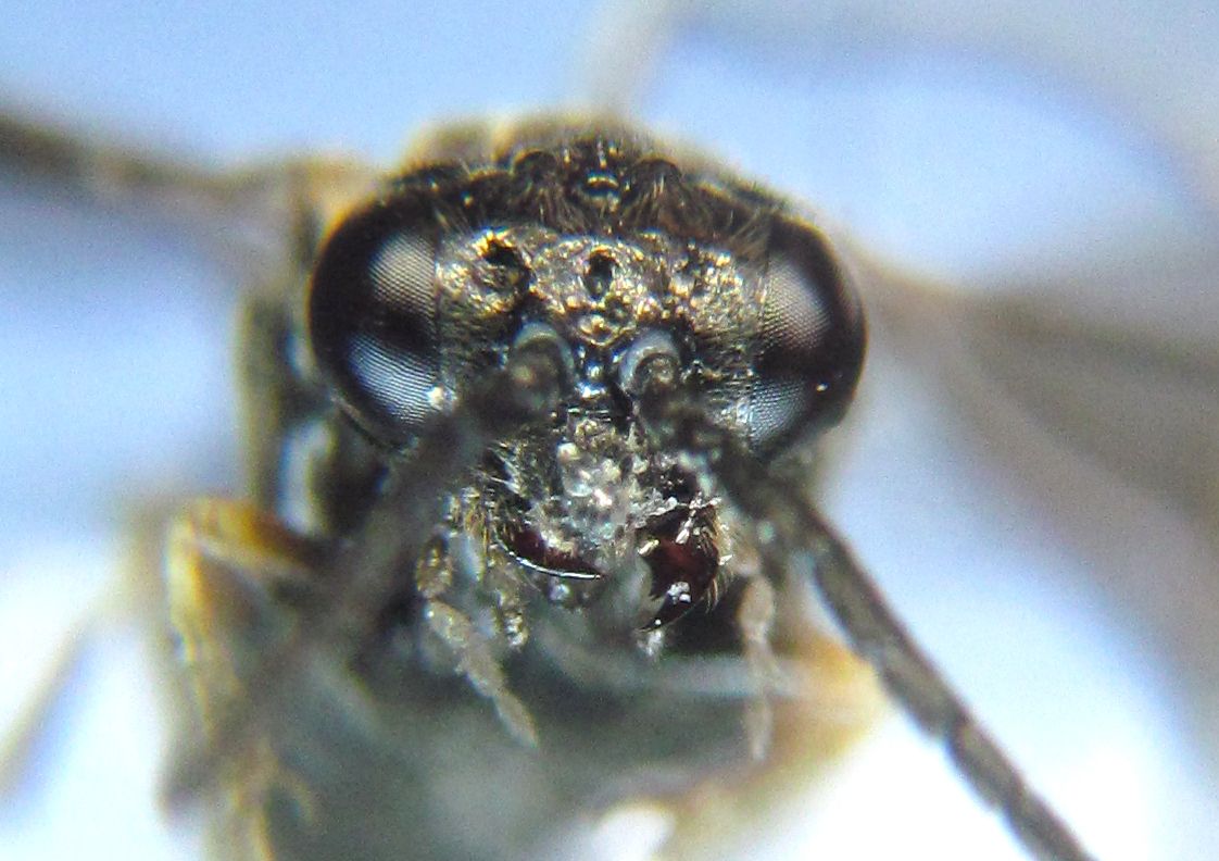 Ardis pallipes