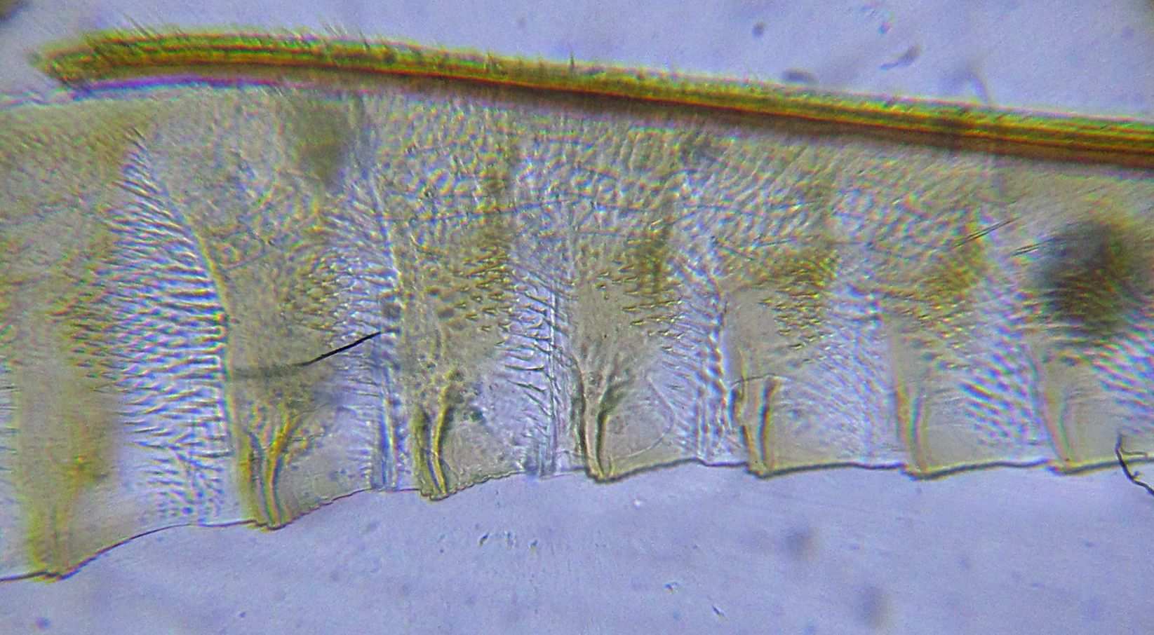 Ardis pallipes