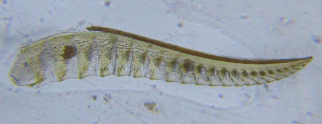 Ardis pallipes