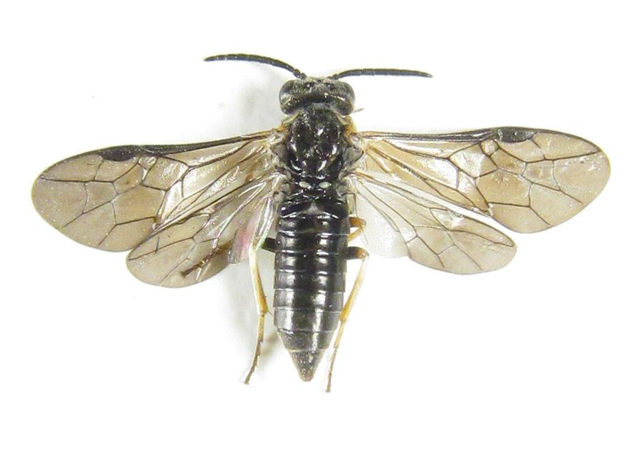 Ardis pallipes