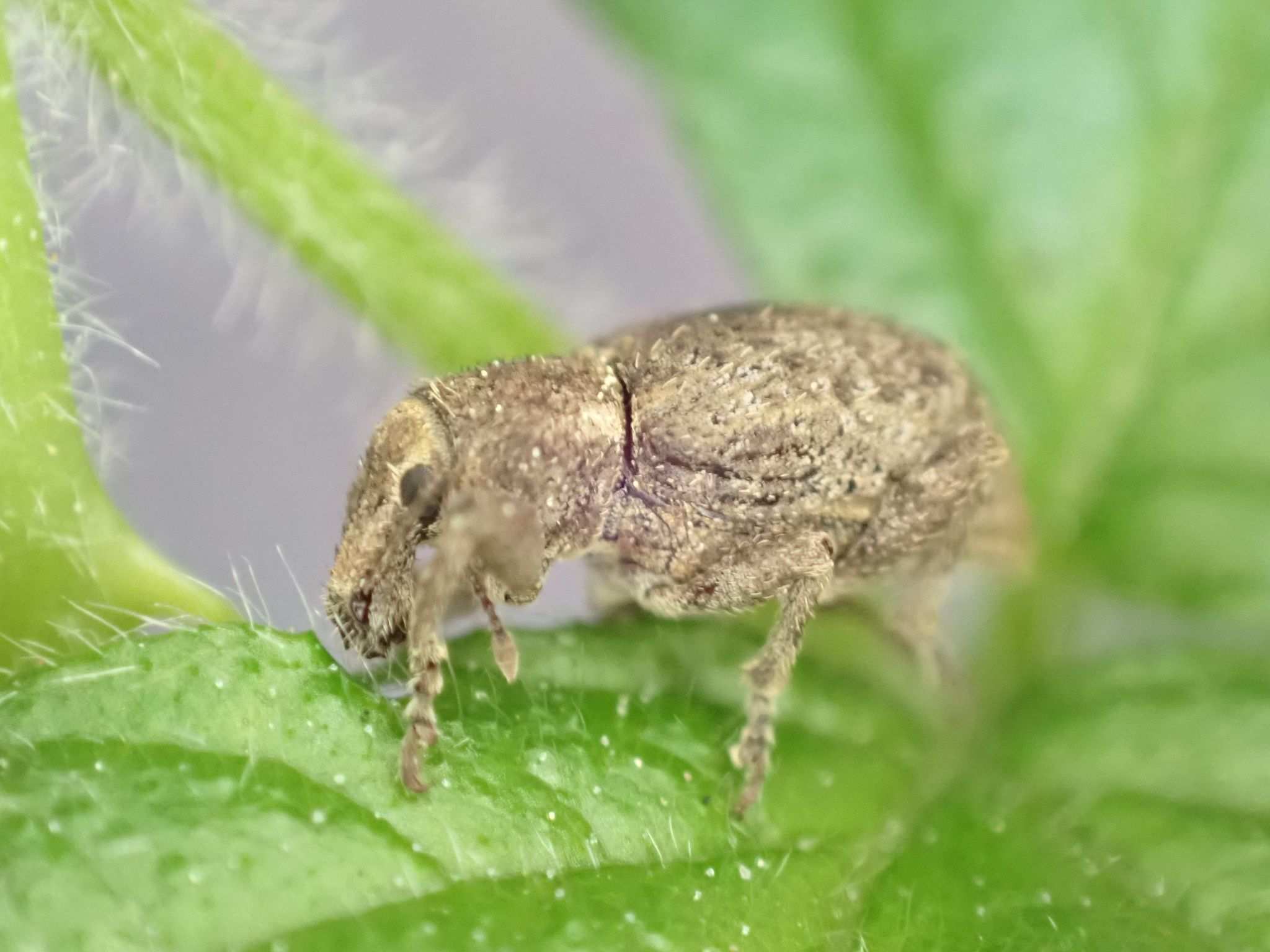 Irenimus parilis