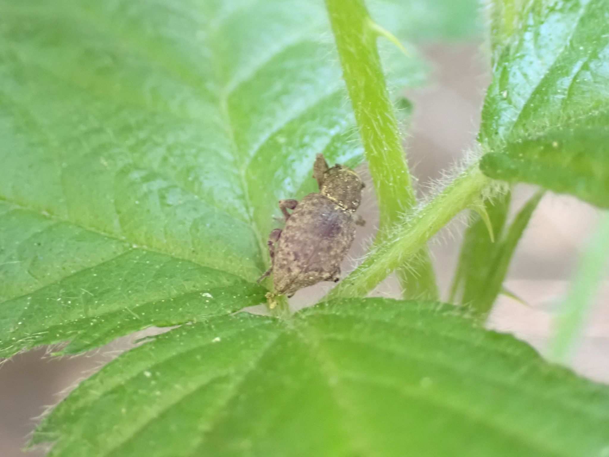 Irenimus parilis